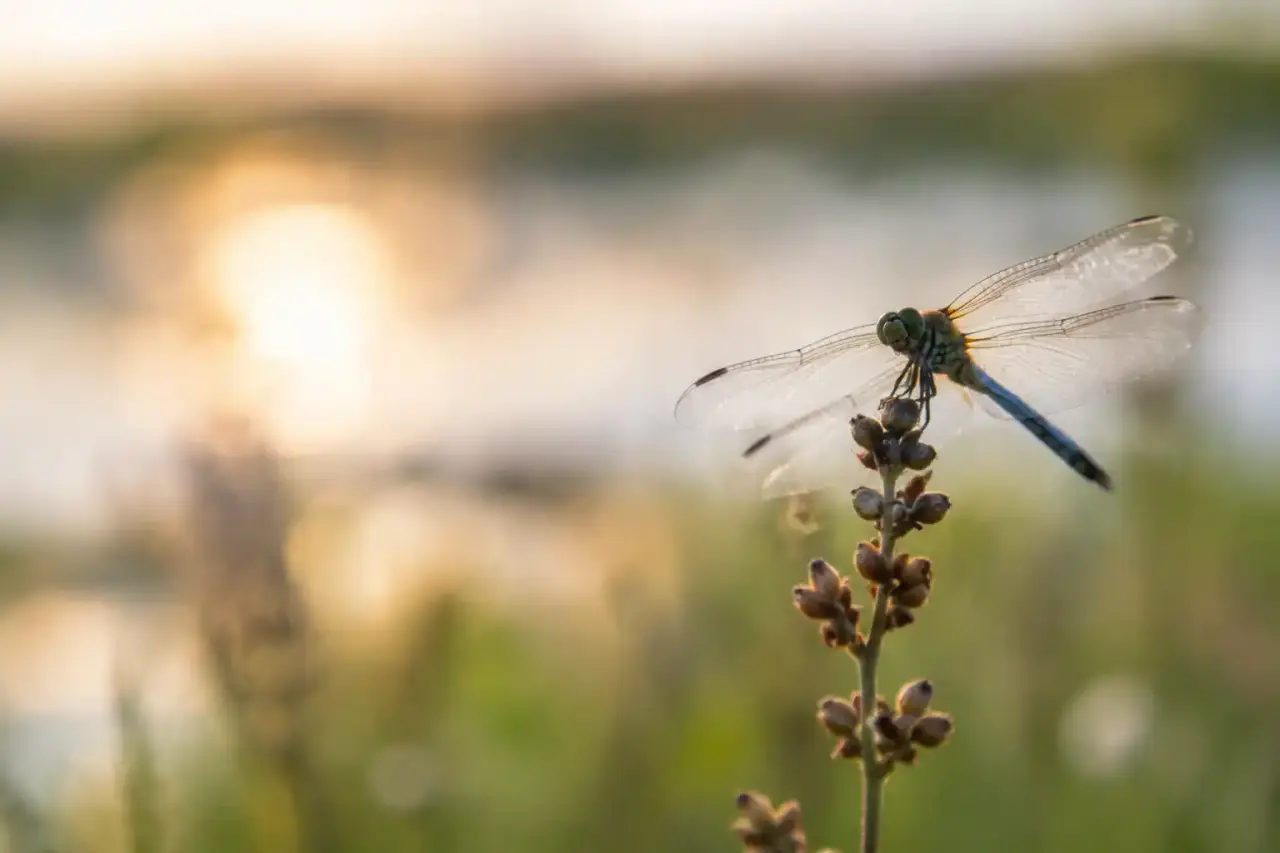 La libellule symbolise la transformation, mais son sens dépend du contexte